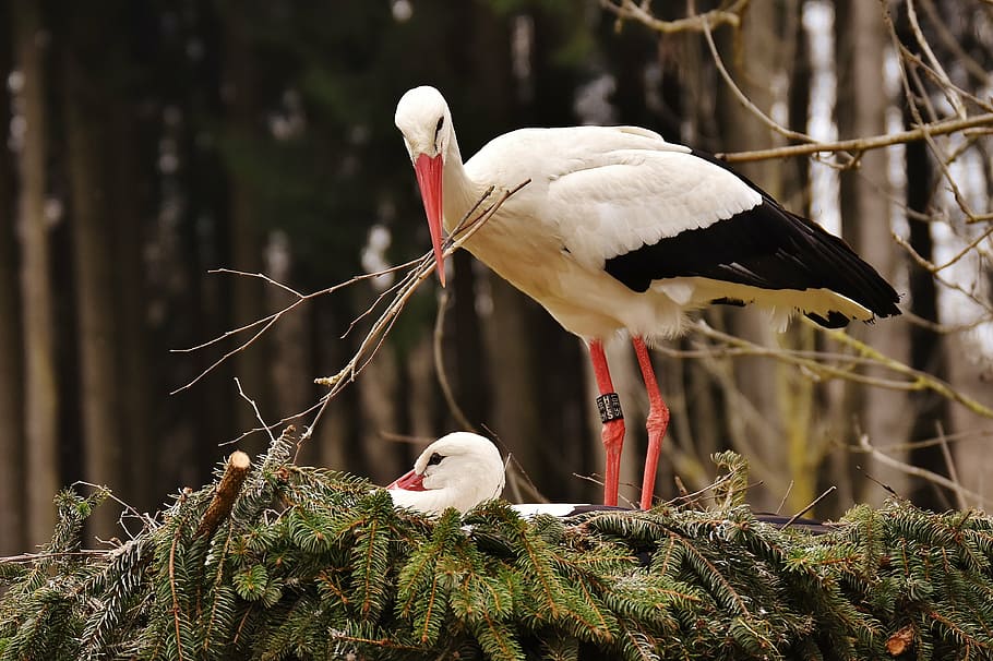 white and black cane birds, storks, nest building, pair, wildpark poing HD wallpaper