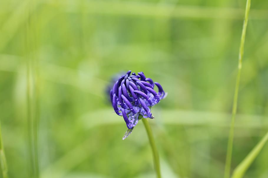 devil's claw, blue, wild flower, blossom, bloom, plant, beauty in nature HD wallpaper