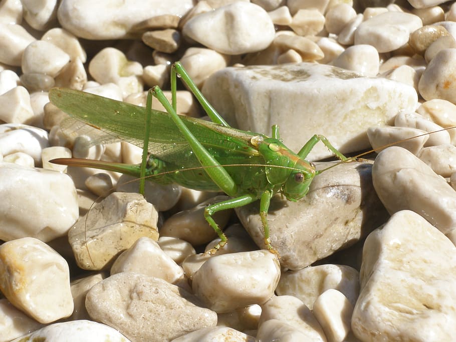 grasshopper, insect, macro, fauna, nature, sea, croatia, holiday HD wallpaper