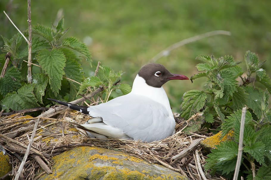 black-headed gull, nesting, bird, farne, seagull, wildlife HD wallpaper