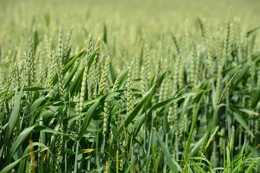 mecklenburg, field, wheat, spring, landscape, nature, agriculture HD wallpaper