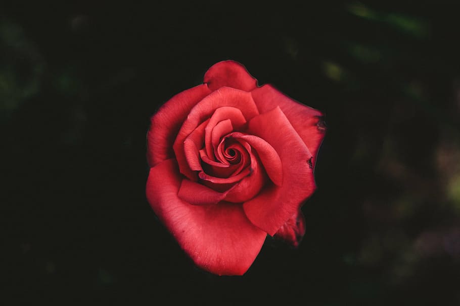 red rose in macro lens photography, flower, petal, bloom, garden HD wallpaper