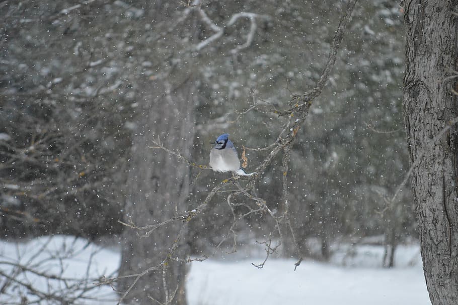 grey and blue bird, blue and white bird on tree branch during snowy day HD wallpaper