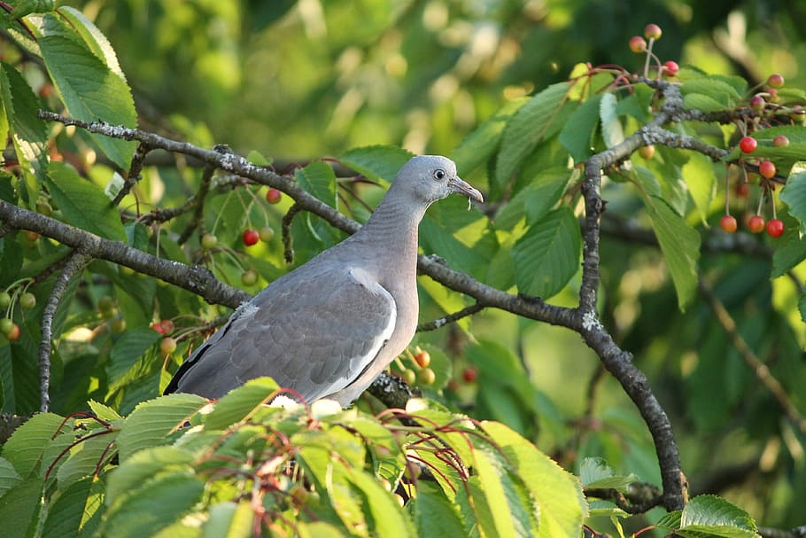 bird perched on tree, dove, sit, sitting, branch, cherry, feather HD wallpaper