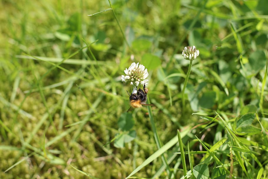 bumblebee, summer, insect, nature, wild, invertebrate, animal themes HD wallpaper
