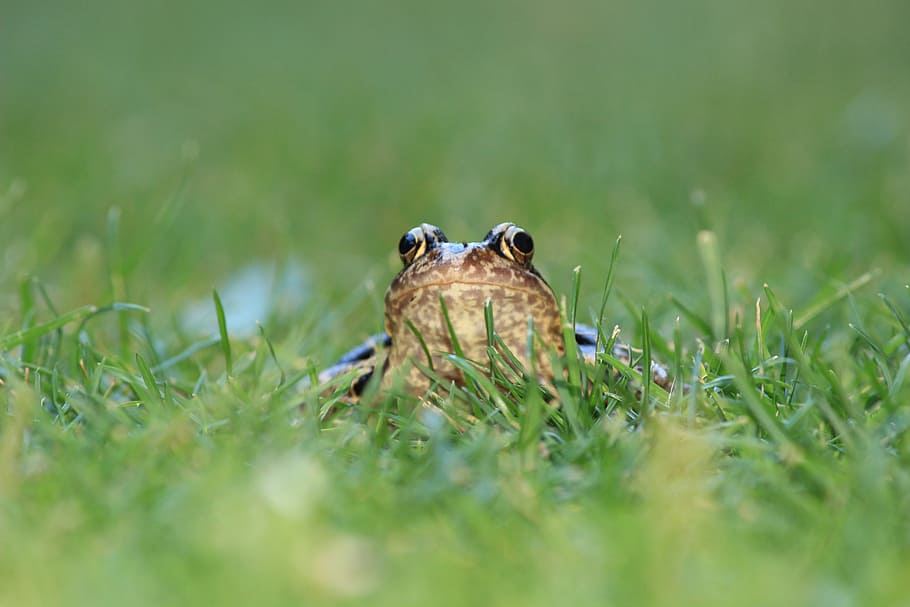 Frog, Toad, Meadow, Amphibians, one animal, animals in the wild HD wallpaper