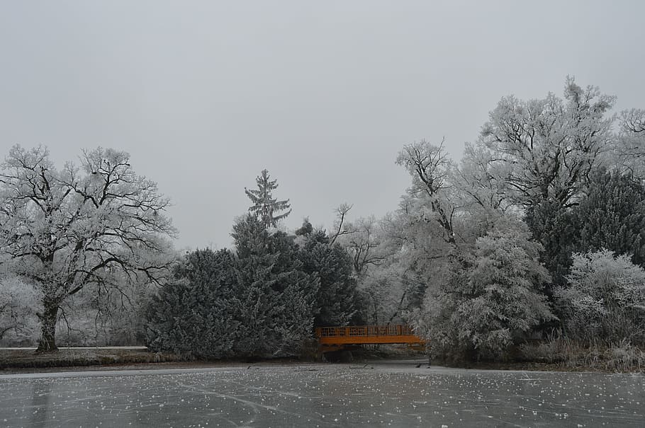 park, fridge, winter, bridge, frost, ice, trees, frozen, plant HD wallpaper