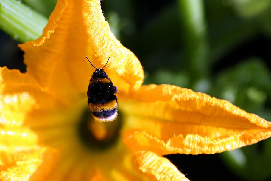 flower, zucchini, bourdon, flight, insects, forage, garden HD wallpaper