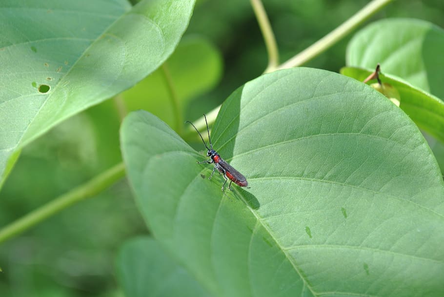 insect, nature, macro, plant part, leaf, green color, invertebrate HD wallpaper