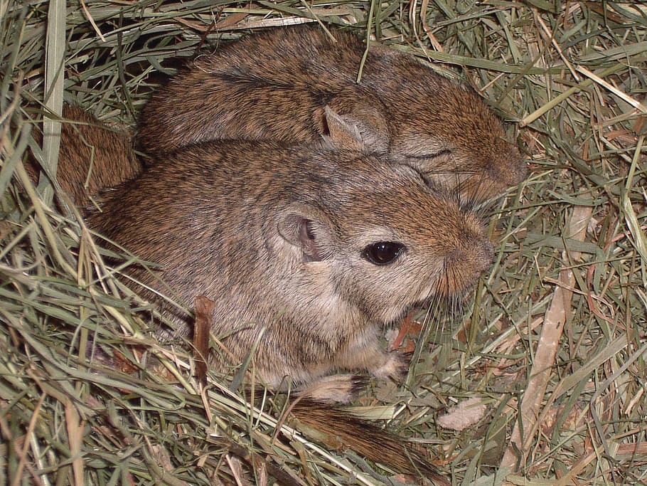closeup photography of brown rodents, mongolian gerbils, mice HD wallpaper