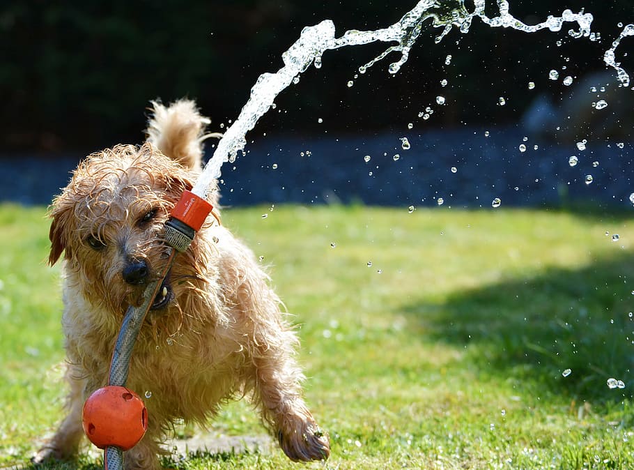 short-coated tan and white dog playing on garden hose during daytime, HD wallpaper