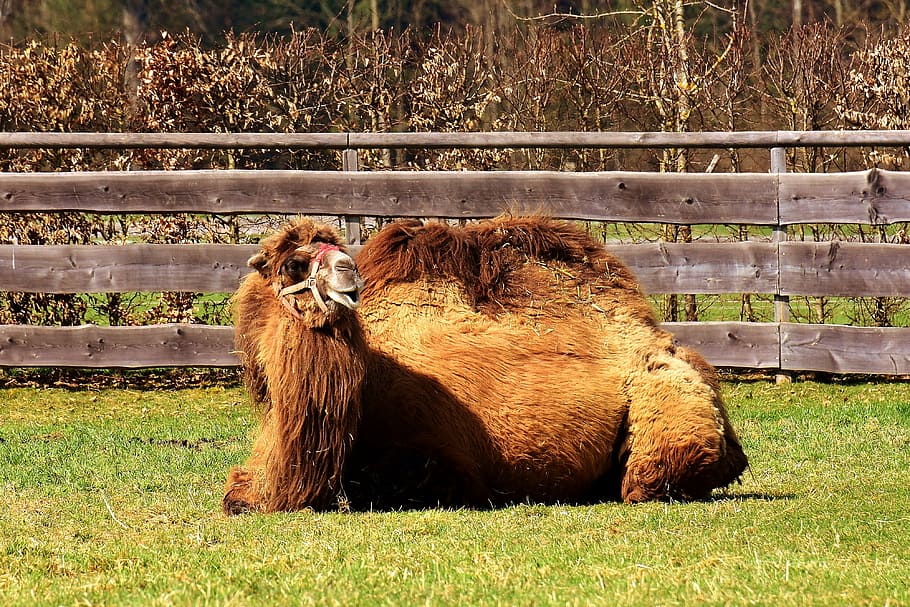 camel, lying, rest, tired, peaceful, funny, relaxation, meadow HD wallpaper