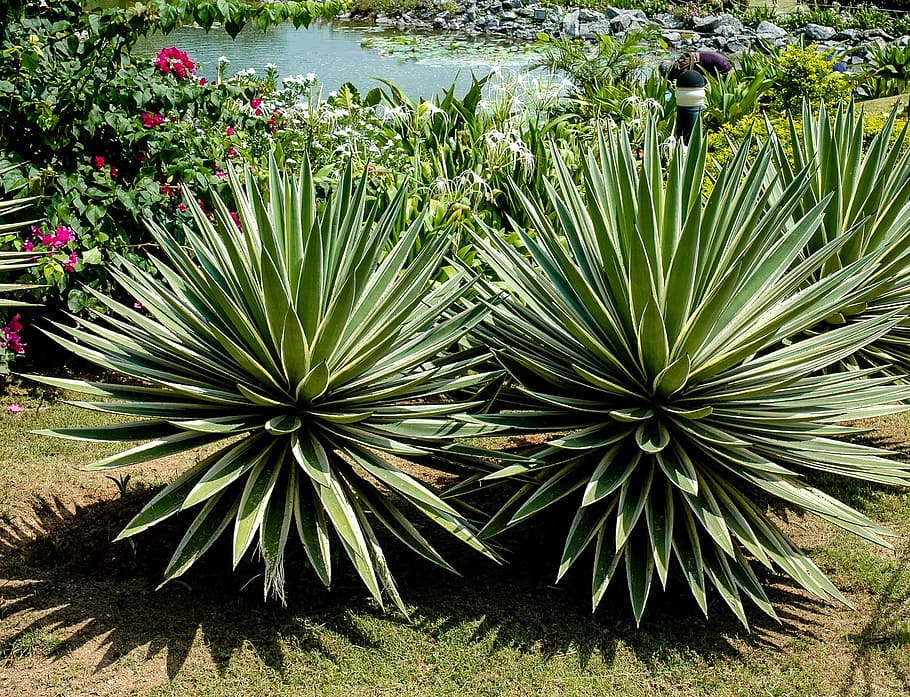 Agave, Plant, Pond, nature, green Color, tree, outdoors, formal Garden HD wallpaper