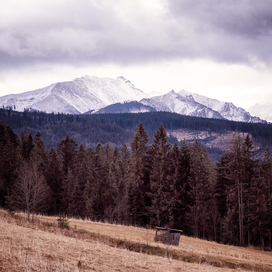 Landscape, Mountains, Trees, Hills, forest, woods, fields, grass HD wallpaper