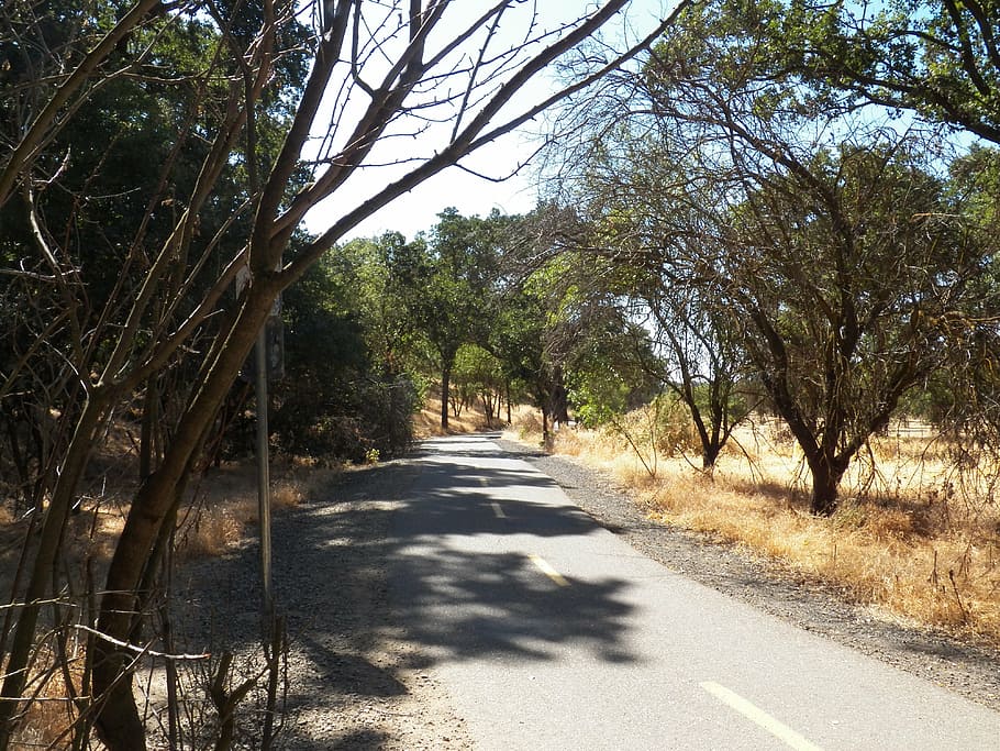 path, pathway, journey, outdoor, tree, pavement, plant, the way forward HD wallpaper