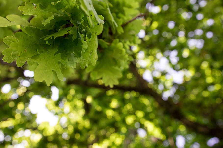 oak, nature, green, tree, wood, environment, park, season, leaves HD wallpaper