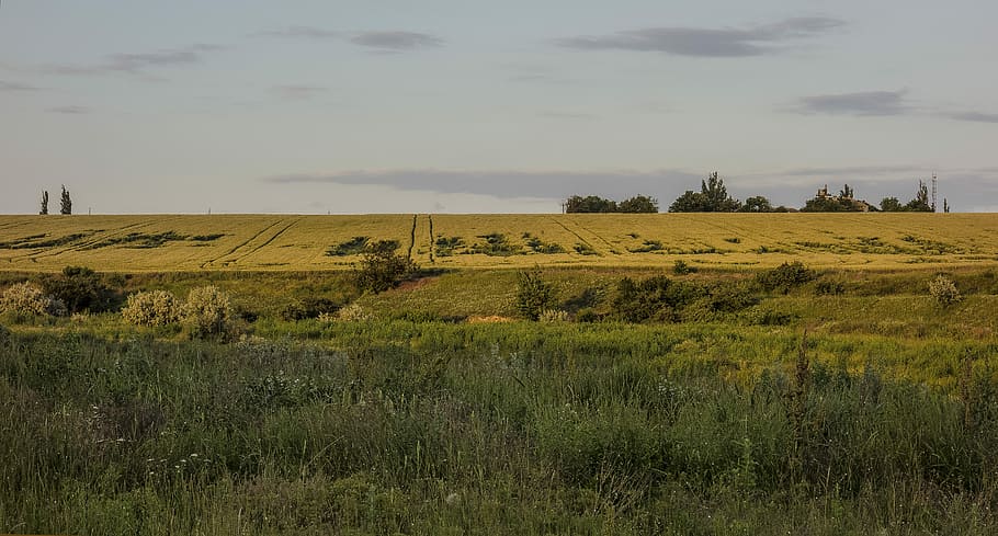 field, grass, meadow, wheat, trees, plant, environment, landscape HD wallpaper