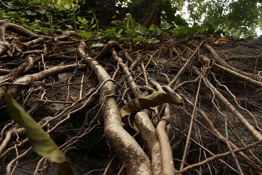 Plant, Roots, Leaves, agriculture, outdoors, nature, day, no people HD wallpaper