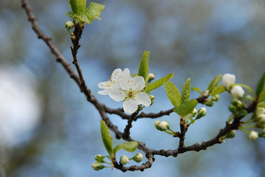 nature, branch, spring, blossom, white, flower, button, tree HD wallpaper