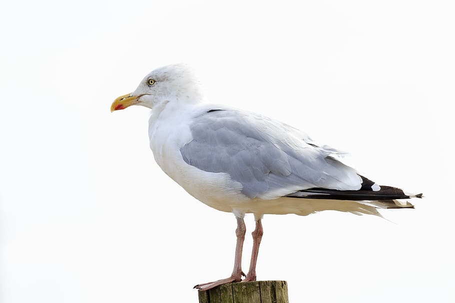 seagull, bird, perched, timber post, feather, beak, nature HD wallpaper