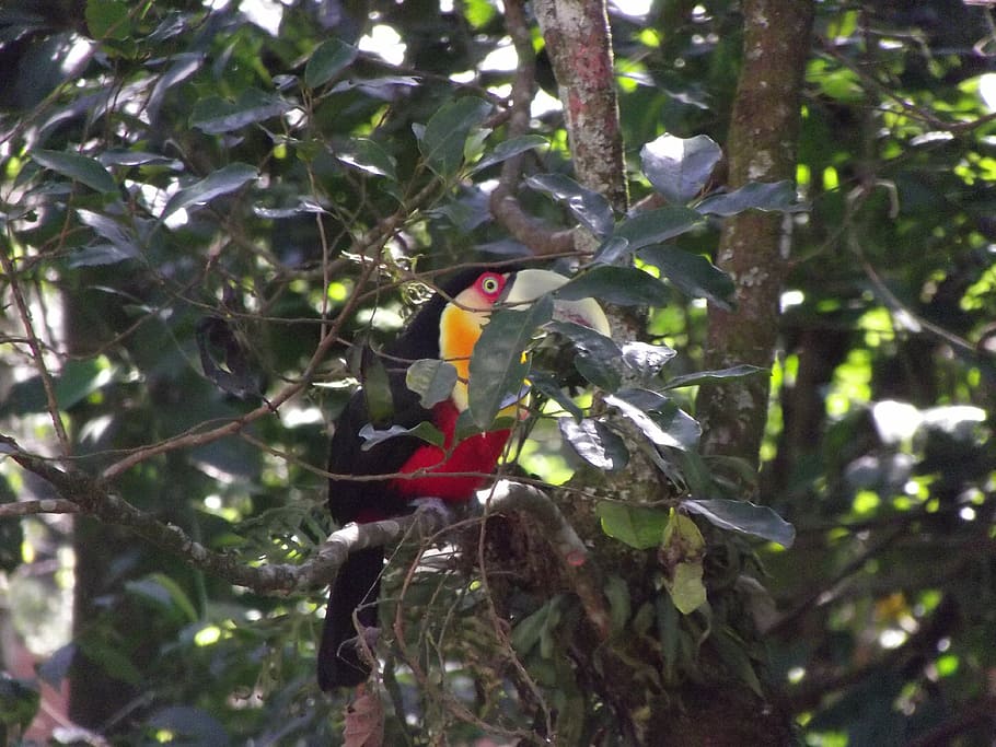 tucano, chest red yellow, mairiporã, forest, native, tree, HD wallpaper