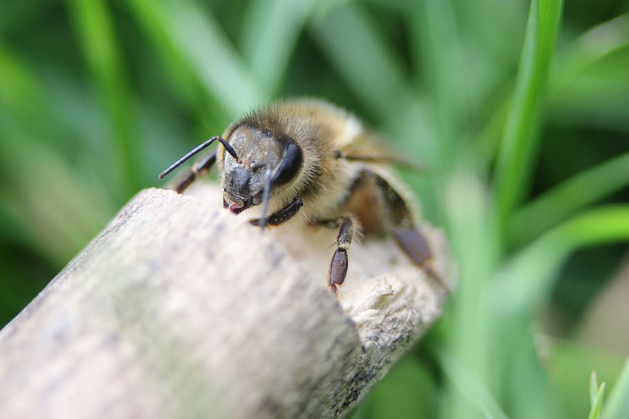 bee, wood, stick, animal themes, animal wildlife, animals in the wild HD wallpaper