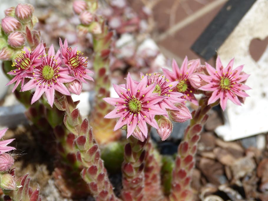 cactus, dry, plant, close, blossom, bloom, pink, sun, flower HD wallpaper