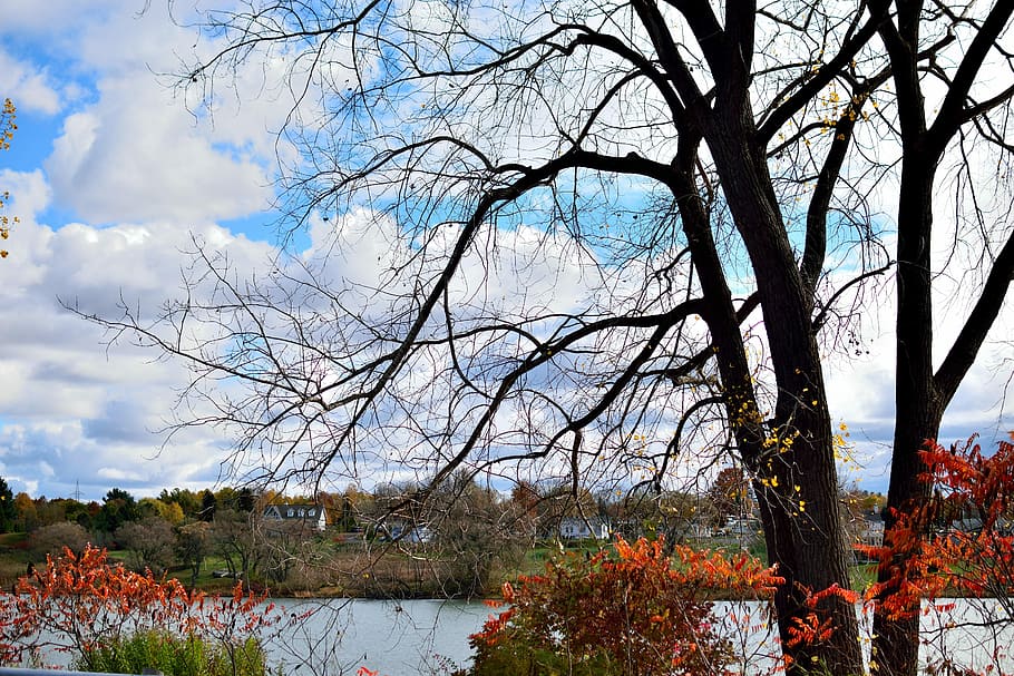 Sky, Nature, Tree, Day, bare tree, no people, reflection, autumn HD wallpaper