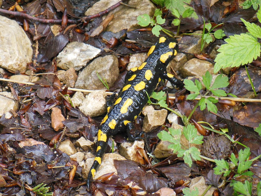 Salamander, Lizard, Mountains, Hochfelln, bavaria, upper bavaria