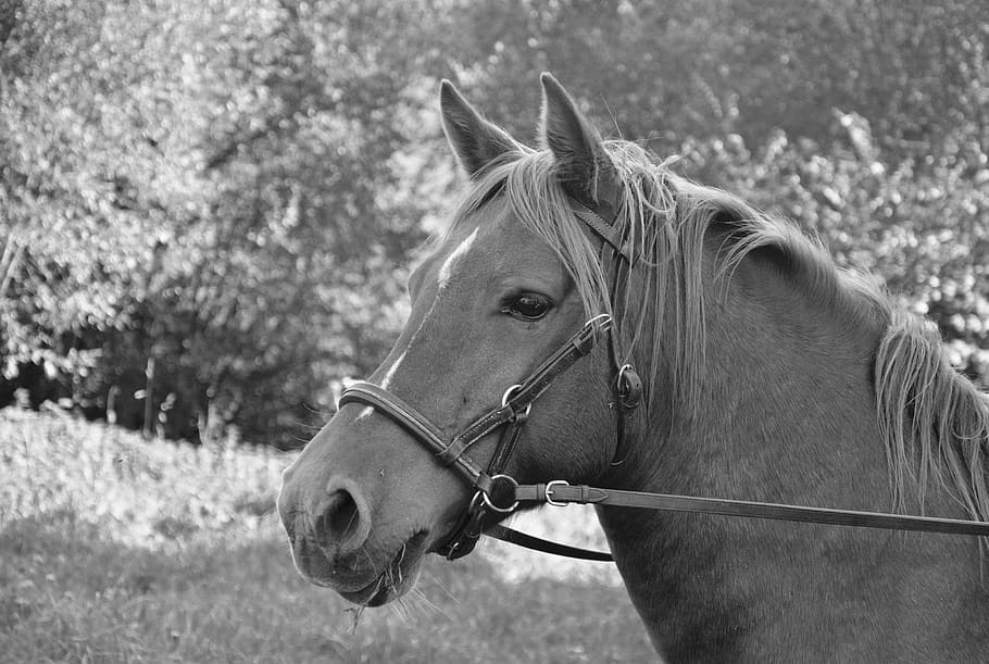 horse, head horse profile, photo black white, ears, mare, ride horses, HD wallpaper