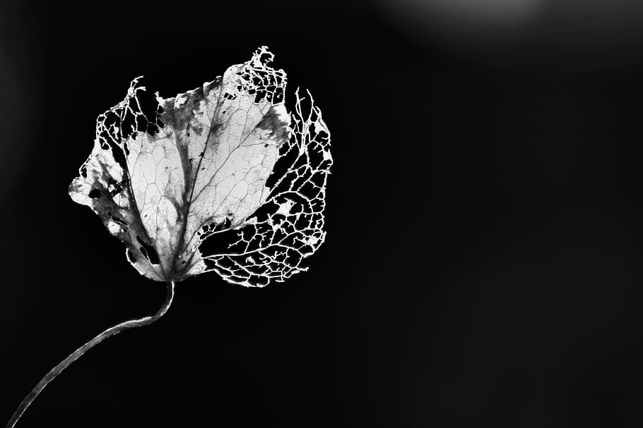 leaf, nature, black and white, studio shot, close-up, vulnerability HD wallpaper