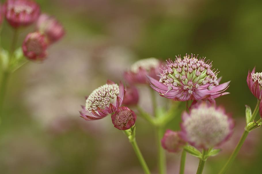 astrantia major, great masterwort, flower, perennial, flora, HD wallpaper