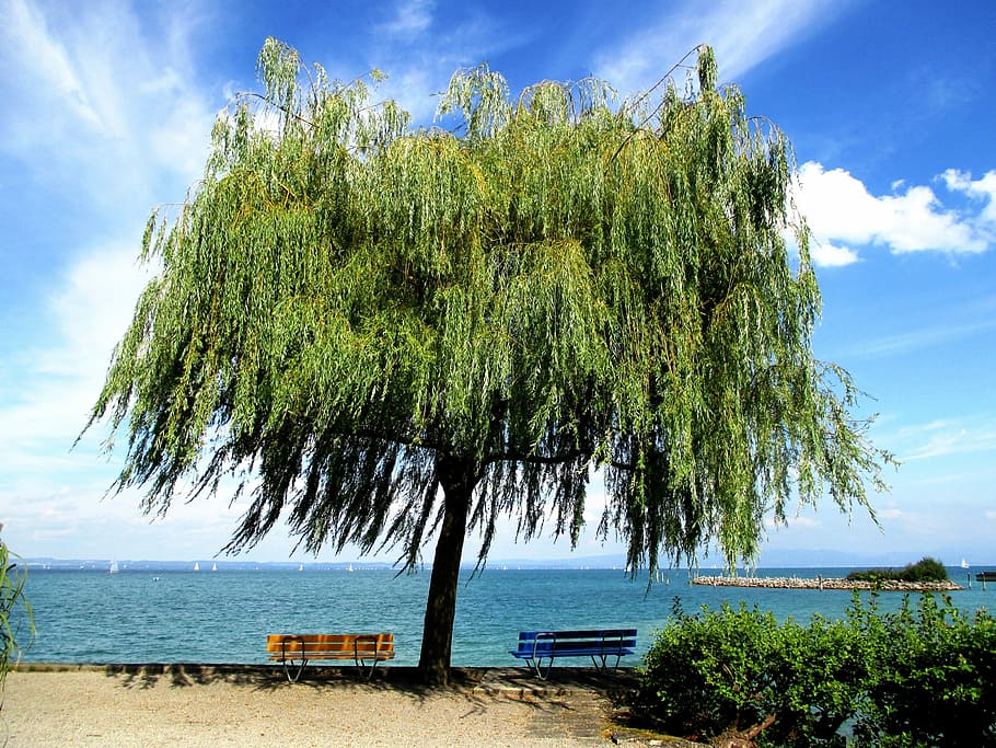 Tree, Bench, Color, Yellow, green, blue, bank, lake, sky, beach HD wallpaper