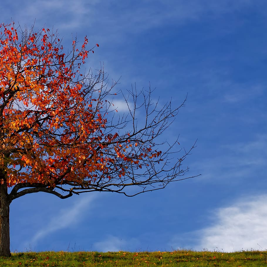 red and orange flower plant, tree, autumn, leaves, fall foliage HD wallpaper