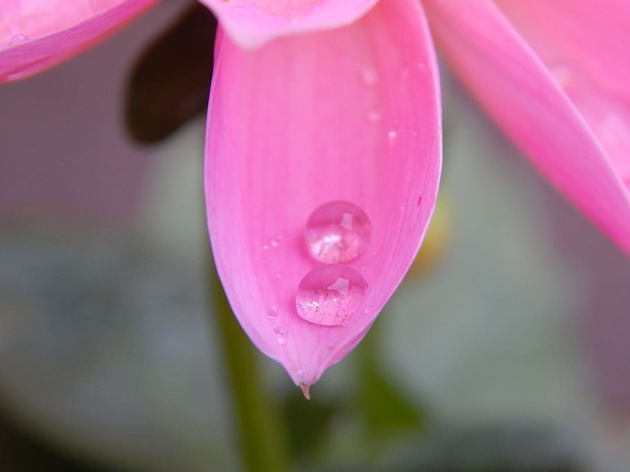 dew, flower, drop, pearl, drops, macro, garden, dew-drop, nature HD wallpaper
