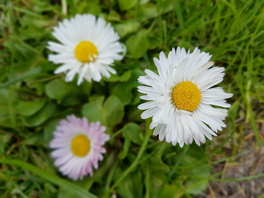 daisies, spring, flowers, meadow, flowering plant, freshness HD wallpaper