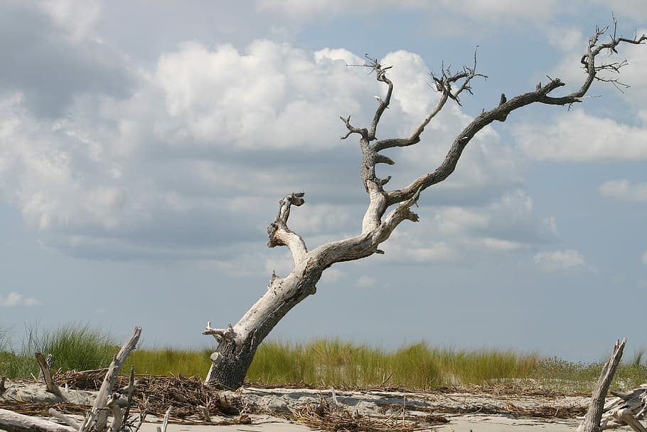 Beach, Dead Tree, Coast, Sea, Ocean, branch, natural, summer HD wallpaper