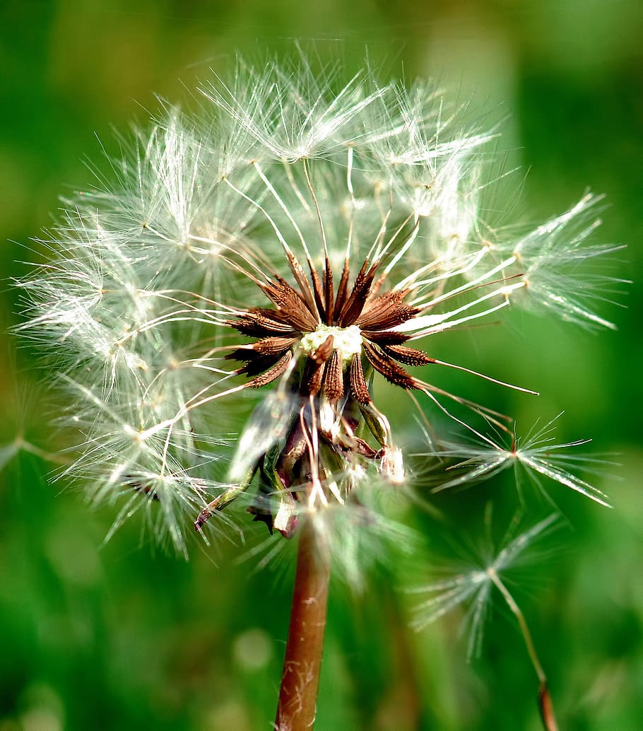 dandelion, nature, seed, flora, summer, close-up, weed, macro HD wallpaper