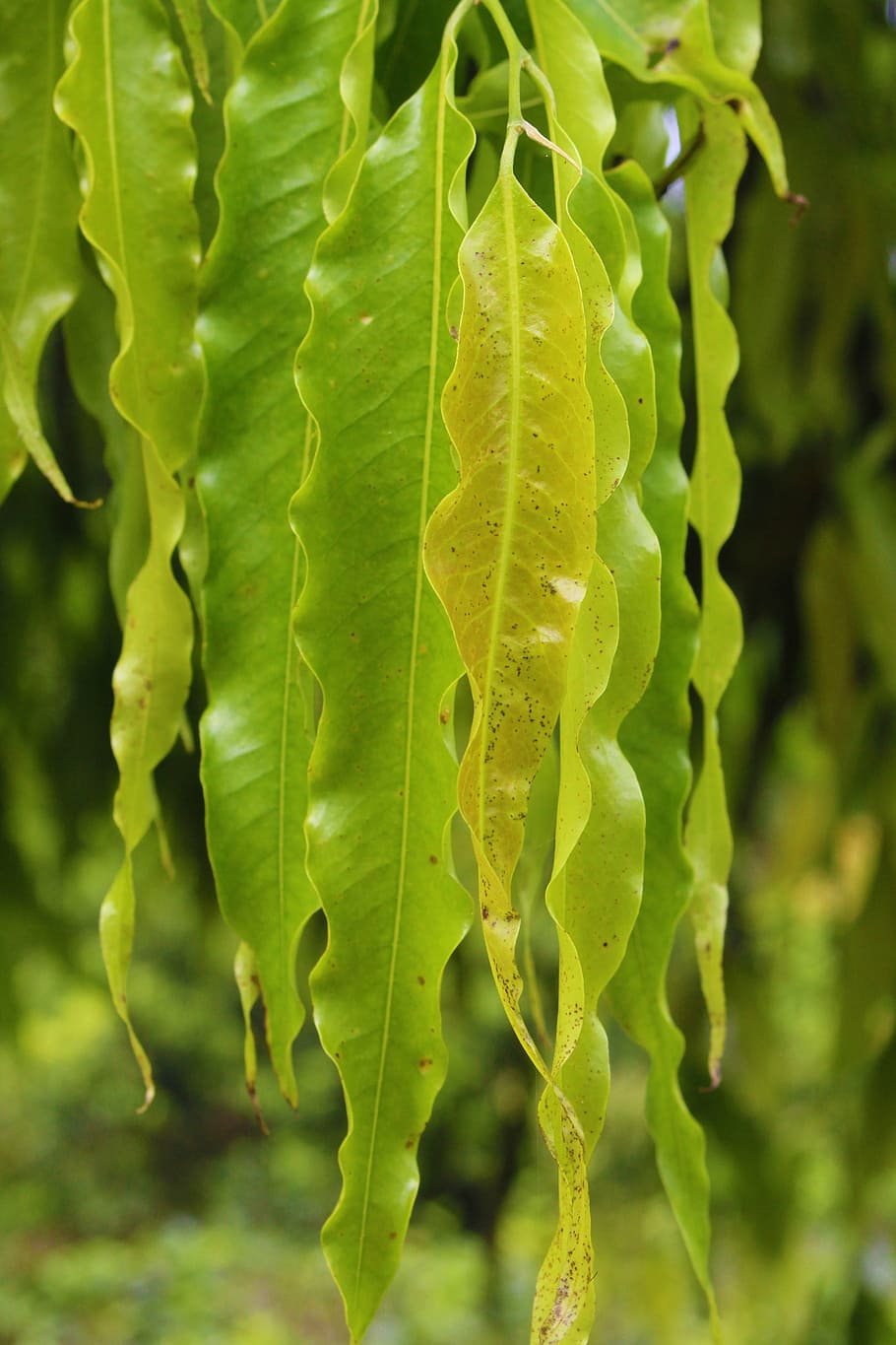 green, leaves, nature, leaf, plant, environment, summer, spring HD wallpaper