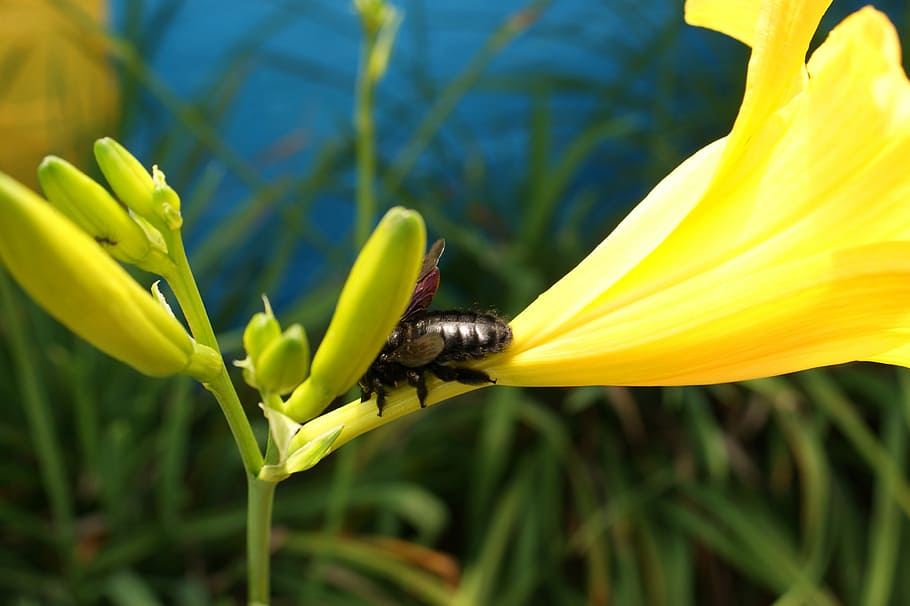 Nature, Field, India, Colombia, the, insect, yellow, animals in the wild HD wallpaper