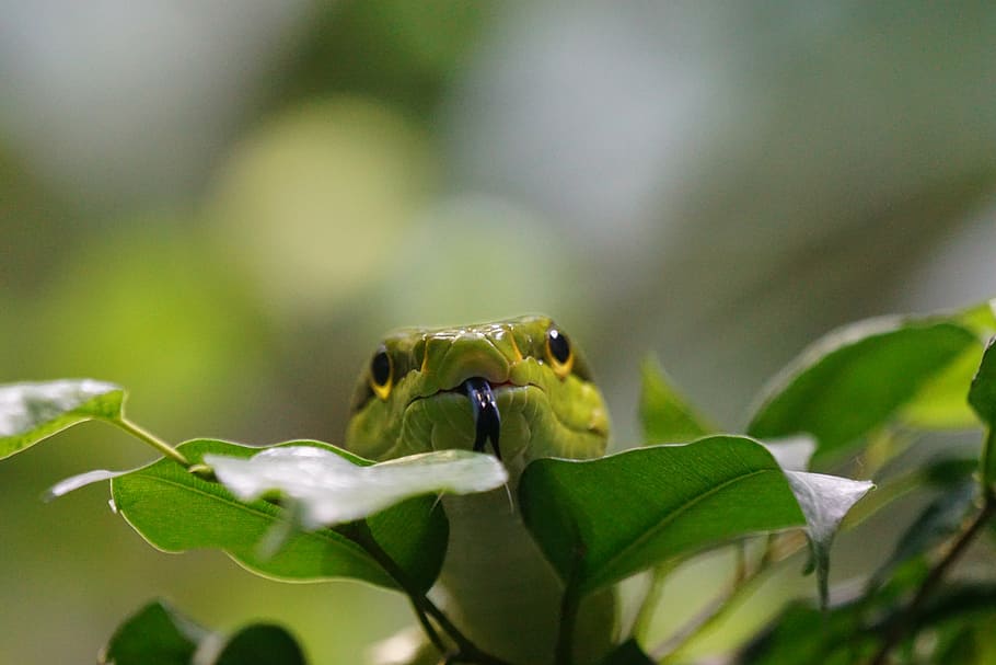 green snake on green plants, sharpnose snake, snakes, toxic HD wallpaper