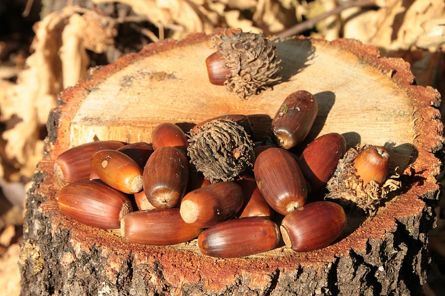 acorns, fall, nut, oak, trees, woods, nature, brown, autumn HD wallpaper