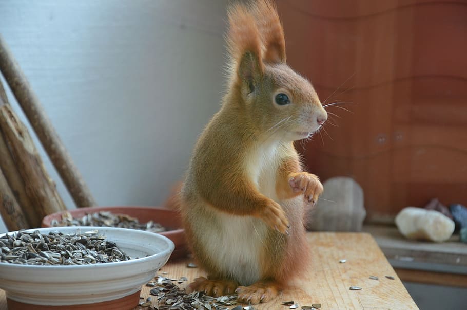 squirrel, animals, nature, nager, fur, cute, animal themes HD wallpaper