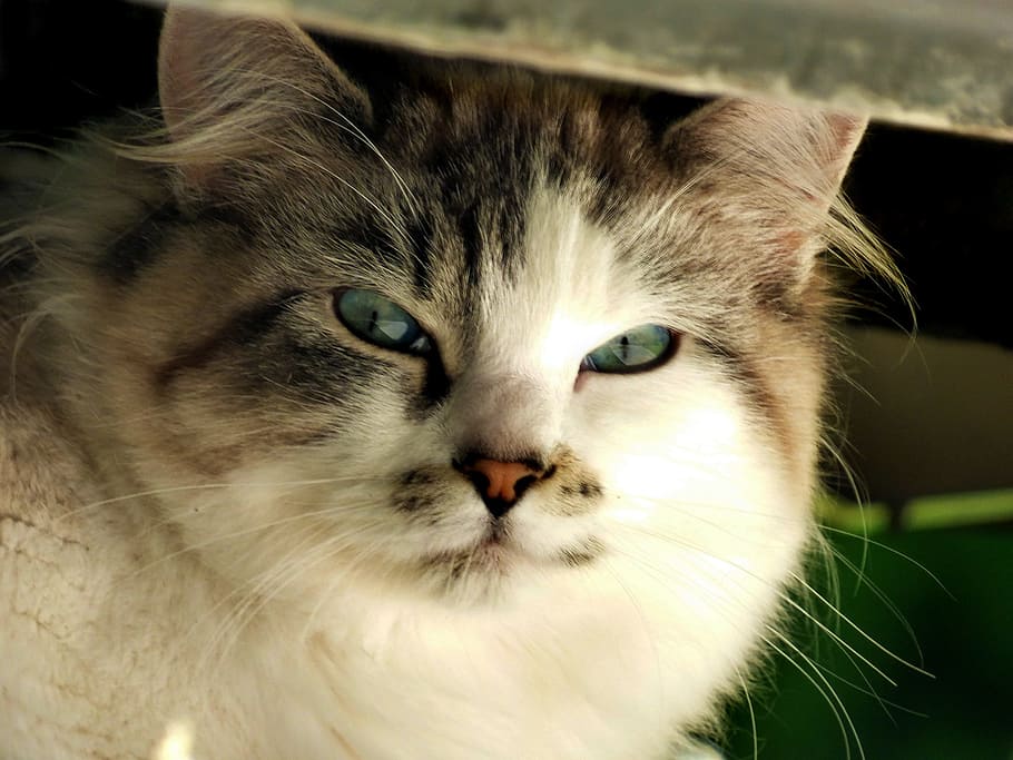 brown tabby cat in tilt shift lens photography, Kitty, Glare HD wallpaper