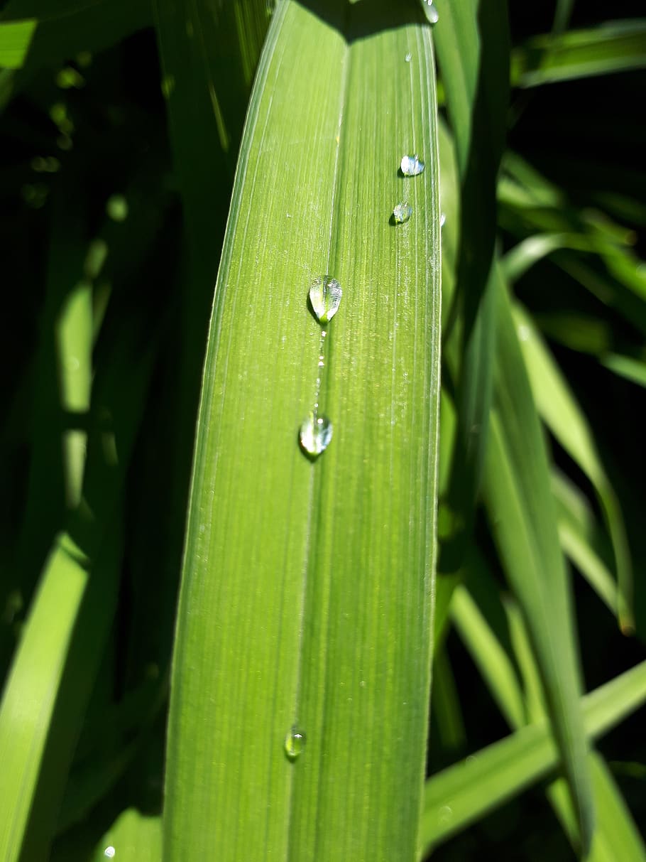 grass, drop, summer, greens, green color, plant, growth, leaf HD wallpaper