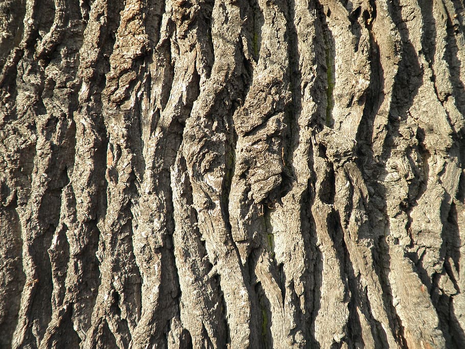 bark, tree bark, oak, old, close, log, structure, wood, trunk HD wallpaper