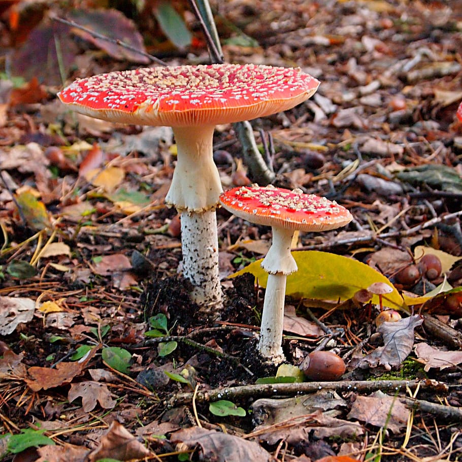 mushroom, red with white dots, agaric, autumn, forest, fly agaric, HD wallpaper