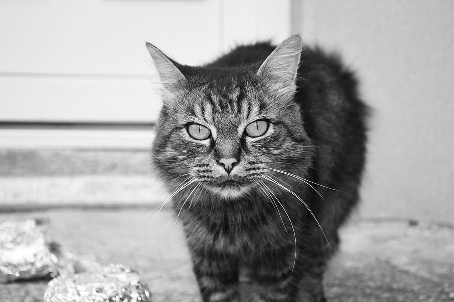cat, kitten, tom-cat, mammal, feline, pets, domestic animals HD wallpaper