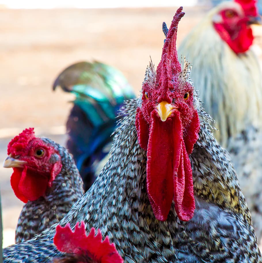 rooster, chicken, farm, hen, bird, agriculture, fowl, rural HD wallpaper