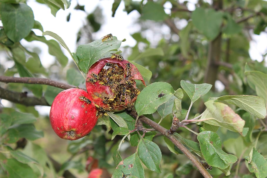 wasp, apple, apple tree, plant, healthy eating, leaf, plant part HD wallpaper